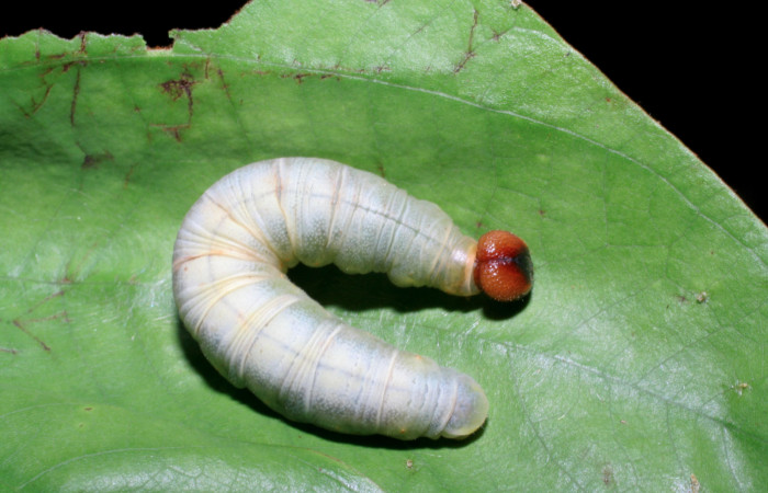 Figura 6. Larva <i>Aguna asander</i>, Hesperiidae, vista dorsal. (06-SRNP-56548-DHJ415116).