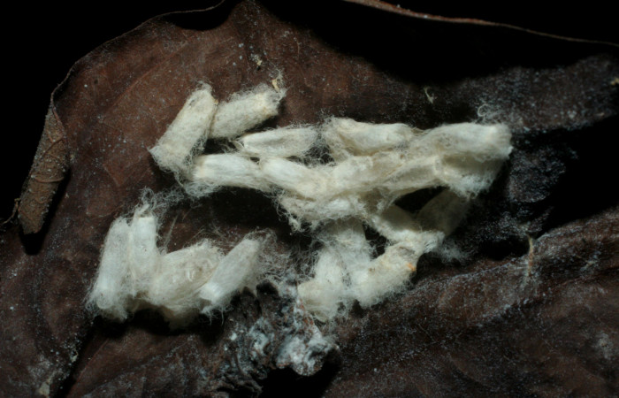 Figura 14.  Pupario Braconiidae, de <i>Aguna asander</i>, <i>Hypomicrogaster rugosus</i>, (07-SRNP-57811-DHJ461996).