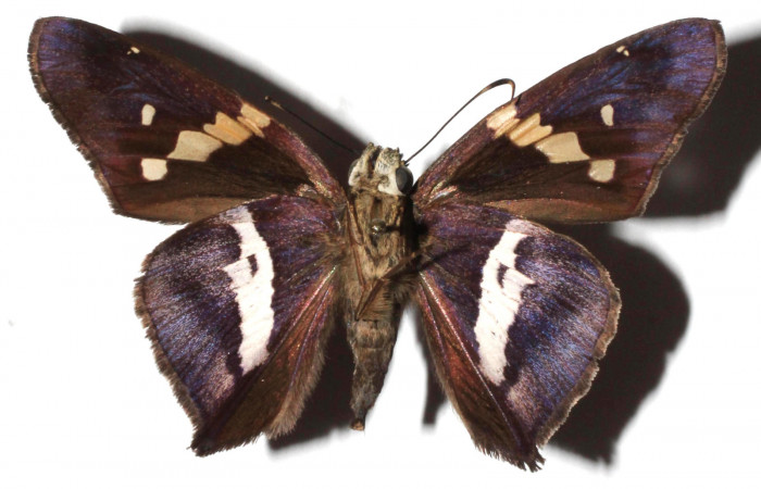 Figura 2. Adulto de <i>Aguna asander</i> (Macho), vista ventral. (16-SRNP-20930-DHJ923745).