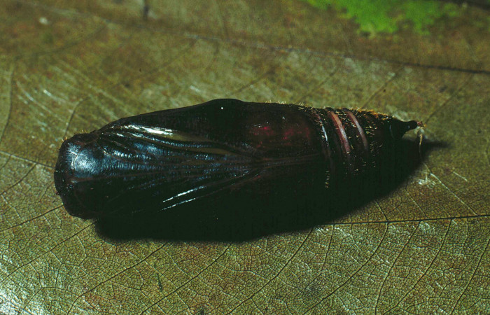 Figura 10. Pupa de <i>Aguna asander</i>, vista lateral,
parasitada por <i>Archytas</i> Wood02 de la familia
Tachinidae. (89-SRNP-237-DHJ11238).