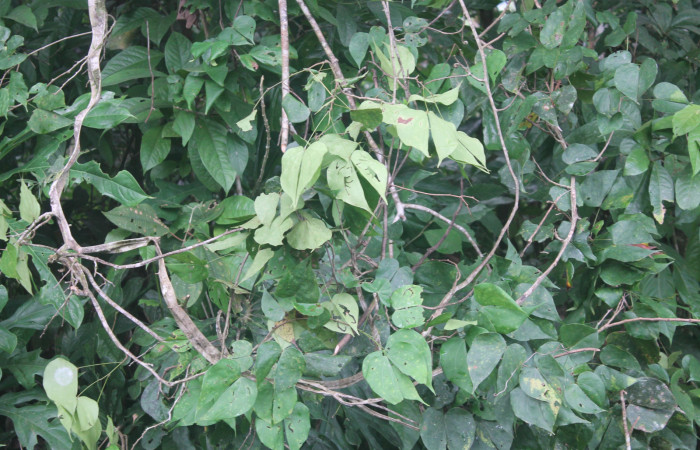 Figura 5. planta hospedera <i>Bauhinia ungulata</i> donde se alimenta
la larva <i>Aguna asander</i>, Hesperiidae. Estación Biológica
Botarrama. Foto Keiner Aragon, 26/11/2019.