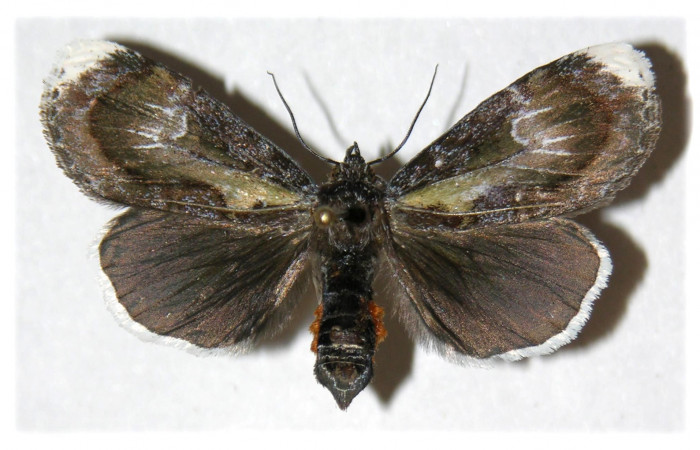  Fig. 9. Adulto <i>Erocha leucotelus</i>, vista dorsal miden 40 mm en alas abiertas. Voucher 02-SRNP-16701-DHJ313148.