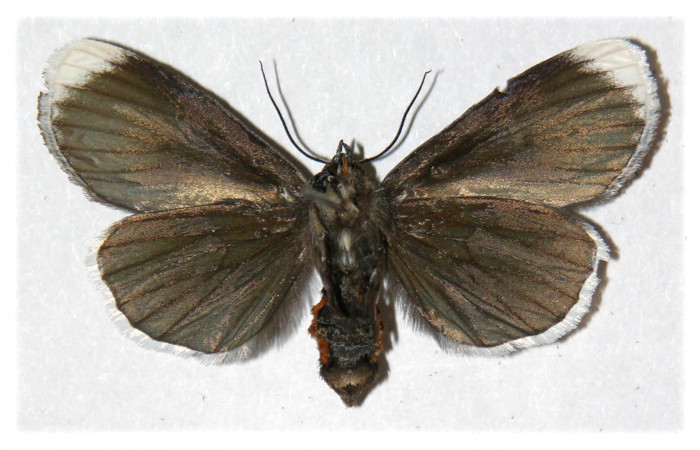  Fig. 10. Adulto <i>Erocha leucotelus</i>, vista ventral miden 40 mm en alas abiertas. Voucher 02-SRNP-16701-DHJ313149.