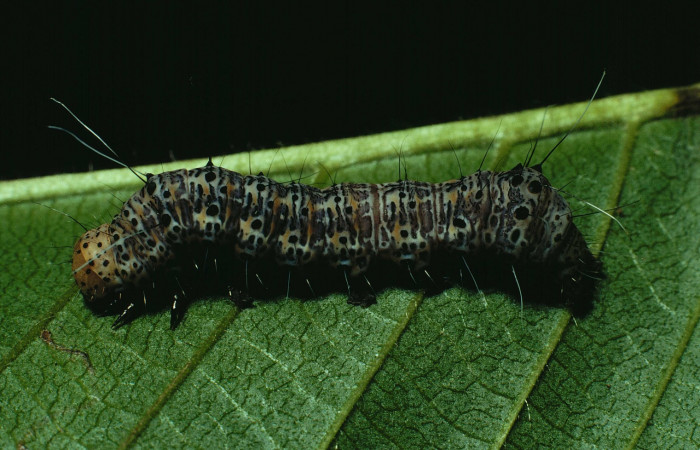Fig. 5. <i>Erocha leucotelus</i> lateral entero. Bosque Húmedo, Sector Santa Rosa último estadio. Voucher  90-SRNP-822-DHJ12604.