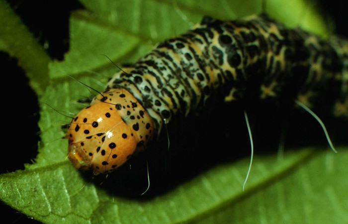 Fig. 4. <i>Erocha leucotelus</i>, vista de cabeza. Bosque San Emilio, Sector Santa Rosa.
Voucher 96-SRNP-7114- DHJ28096