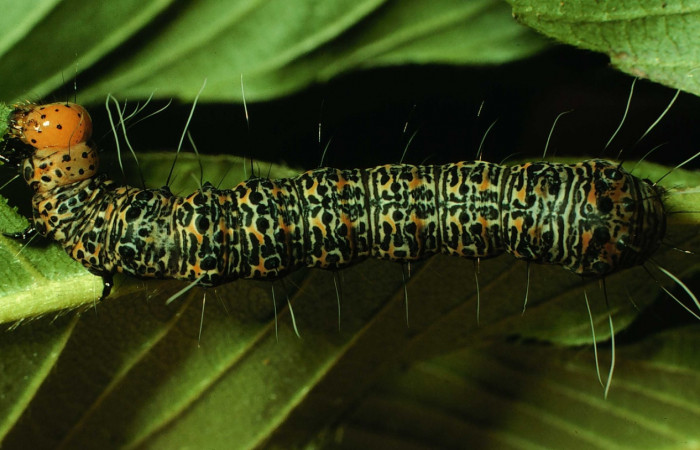 Fig. 1. <i>Erocha leucotelus</i> dorsal entero, Sendero Bejuquilla, Sector El Hacha. Voucher 97-SRNP-4551- DHJ42711.