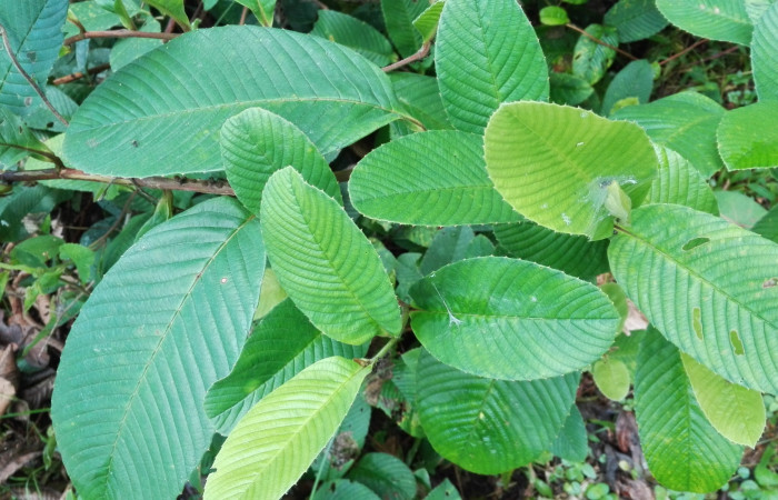  Fig 2 . <i>Tetracera hydrophila</i>, planta hospedera de larva. <i>Erocha leucotelus</i> (Noctuidae), se localiza en Estación Llanura. Foto, Cirilo Umaña  Dominguez,11/24/2019.