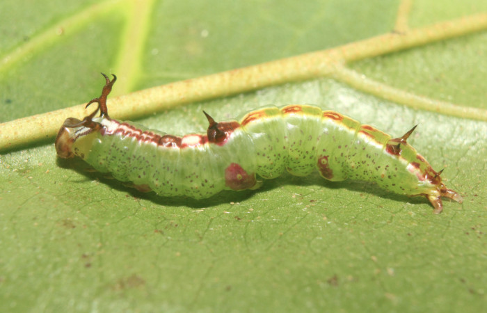 Figura 3. Larva <i>Deltochlora splendens</i> (Notodontidae), penúltimo estadío (PU) vista lateral, localidad Sendero Manguera Estación Quica, Sector Pitilla ACG (470m). Voucher: 17-SRNP-71416-DHJ738172.jpg.