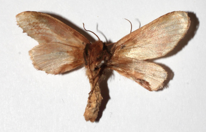 Figura 8. Adulto de <i>Deltochlora splendens</i> (Notodontidae), macho vista ventral, localidad Sendero Manguera Estación Quica, Sector Pitilla ACG (470m). Voucher: 17-SRNP-71416-DHJ930423.jpg.