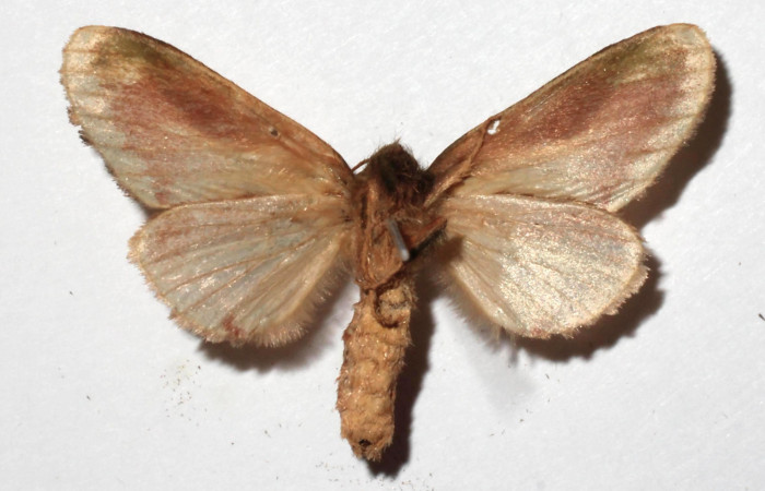 Figura 10. Adulto de <i>Deltochlora splendens</i> (Notodontidae),  hembravista ventral, localidad Medrano Estación Quica, Sector Pitilla ACG (380m). Voucher: 17-SRNP-72307-DHJ932971.jpg.