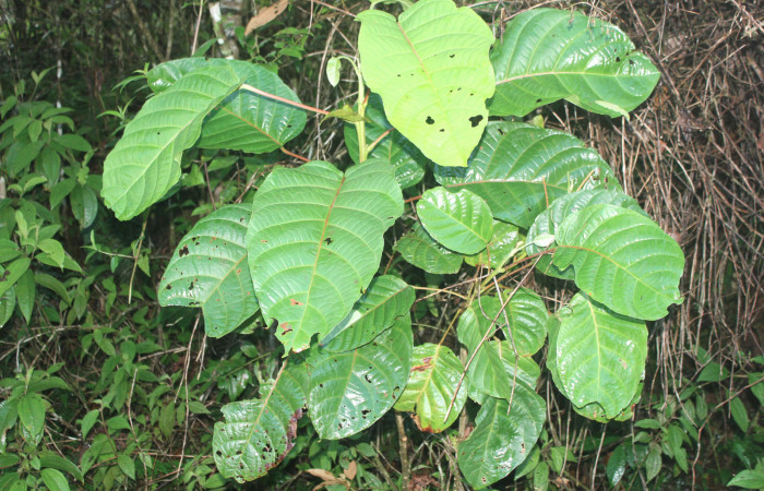 Figura 11. Planta hospedera de <i>Deltochlora splendens</i> (Notodontidae), esta planta se llama <i>Hieronyma alchorneoides</i> y pertenece a la familia (Phyllantaceae), localidad Quebradona Estación Quica, Sector Pitilla (ACG) (475m). Foto; Ricardo Calero, 24 Setiembre 2019.