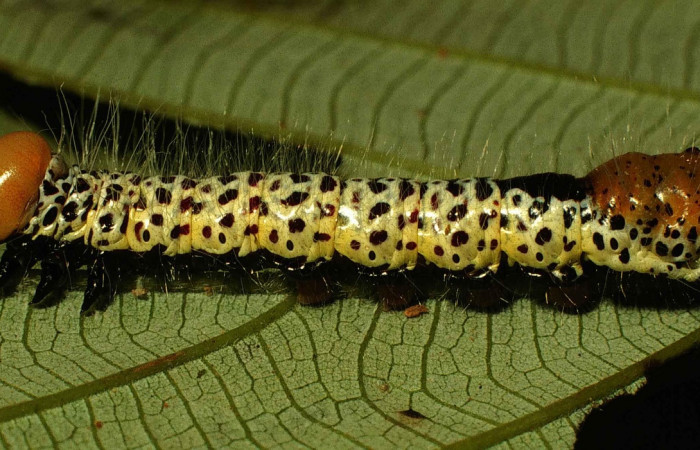 Figura 23. Larva <i>Truncaptera postpallida</i> (Notodontidae). Posición lateral en la hoja de la planta <i>Pourouma bicolor</i> (Urticaceae). 00-SRNP-12236-DHJ55197.jp