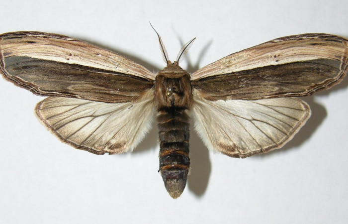 Figura 1. Adulto <i>Truncaptera guatemalensis</i> (Notodontidae), posición dorsal. 03-SRNP-14747-DHJ345196.