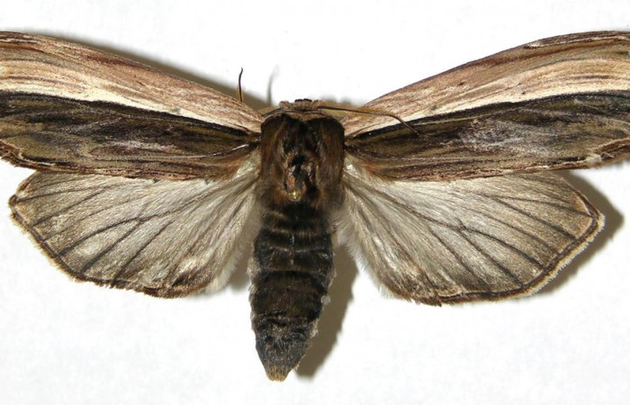 Figura 13. Adulto <i>Truncaptera guatemalensis</i> (Notodontidae). Hembra pocición dorsal. 04-SRNP-24551-DHJ311284.