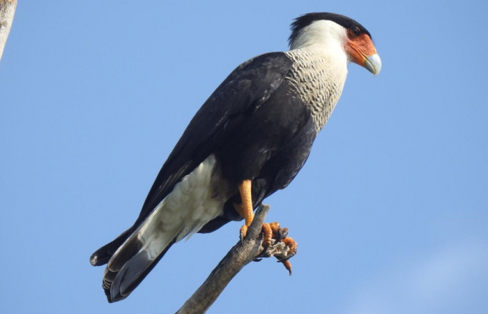 19 de octubre 2019  Área de Conservación Guanacaste  Fotos: Team NorthWest
