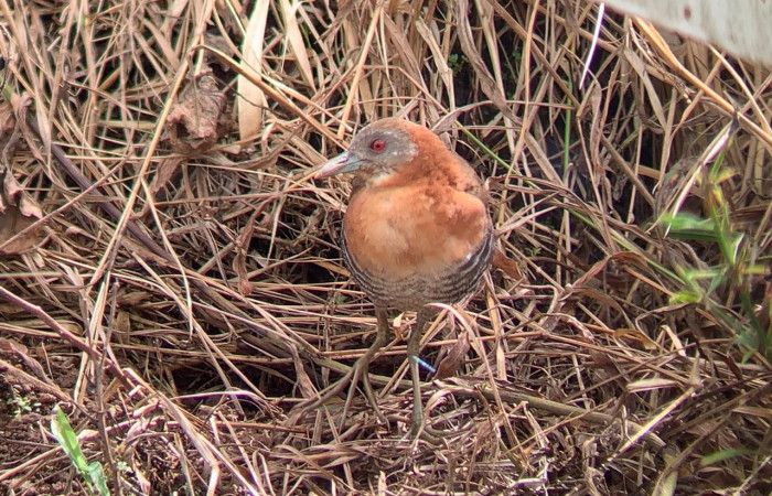 19 de octubre 2019  Área de Conservación Guanacaste  Fotos: Team NorthWest