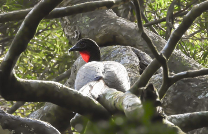 19 de octubre 2019  Área de Conservación Guanacaste  Fotos: Team NorthWest