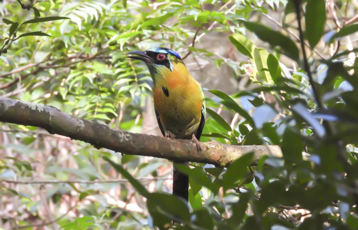 19 de octubre 2019  Área de Conservación Guanacaste  Fotos: Team NorthWest