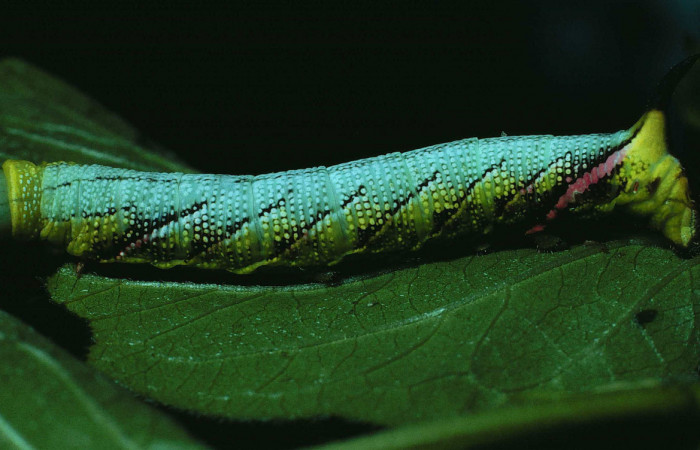 larva de <i>Aellopos titan </i> Sphingidae.