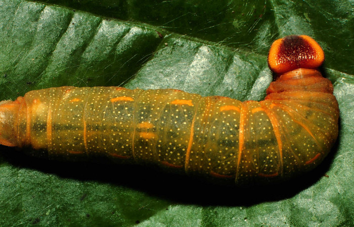 Figura 4. Larva <i>Euriphellus phraxanor</i> (Hesperiidae), último estadío (U) vista dorsal, localidad Cementerio Viejo Sector San Cristóbal ACG (570m). Voucher: 01-SRNP-49-DHJ56881.jpg.
