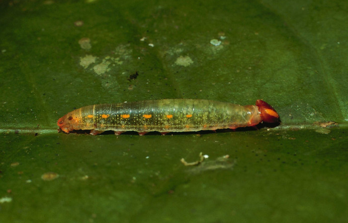 Figura 2. Larva <i>Euriphellus phraxanor</i> (Hesperiidae), tercer estadío (PPU) vista lateral, localidad Quebrada Escondida Sector Rincón Rain Forest ACG (420m). Voucher: 02-SRNP-6470-DHJ65027.jpg.