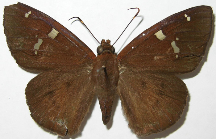 Figura 1. Adulto de <i>Euriphellus phraxanor</i> (Hesperiidae), hembra vista dorsal, localidad Moga Brasilia (320m). Voucher: 08-SRNP-66080-DHJ396006.jpg.