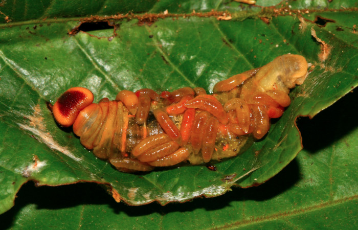 Figura 13. Larva <i>Euriphellus phraxanor</i> (Hesperiidae), vista parásitos Bracon felipechavarriae (Braconidae), localidad Sendero Huerta Sector San Cristóbal ACG (527m). Voucher: 09-SRNP-561-DHJ452260.jpg.