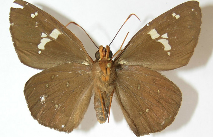 Figura 11. Adulto de <i>Euriphellus phraxanor</i>  (Hesperiidae), hembra vista ventral, localidad Finca Esmeralda Sector Rincón Rain Forest ACG (123m). Voucher: 10-SRNP-76219-DHJ530199.jpg.