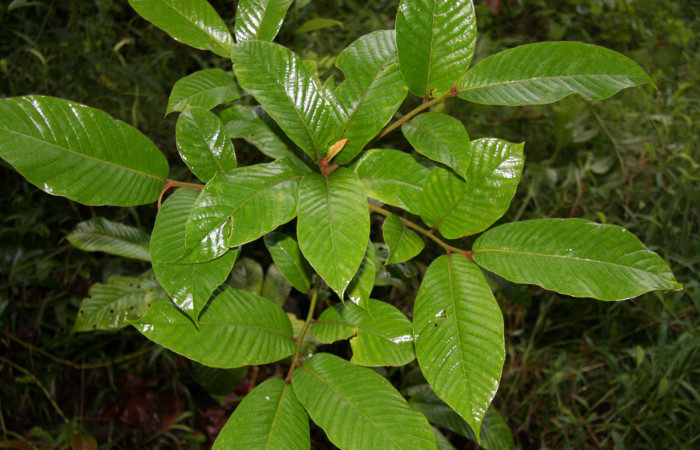 Figura 16. Planta hospedera de <i>Euriphellus phraxanor</i> (Hesperiidae), llamada <i>Virola koschnyi</i> (Myristicaceae), localidad Estación Quica Sector Pitilla ACG (470m).