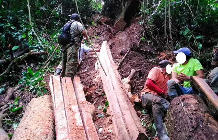 4 de diciembre 2019 Foto: Brigada de Control y Seguimiento Aprovechamiento Forestal (BCAF.PSA) Finca ubicada en Bella Vista de Santa Cecilia de la Cruz Gte