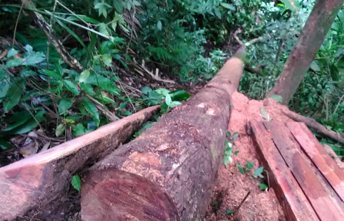 4 de diciembre 2019 Foto: Brigada de Control y Seguimiento Aprovechamiento Forestal (BCAF.PSA) Finca ubicada en Bella Vista de Santa Cecilia de la Cruz Gte