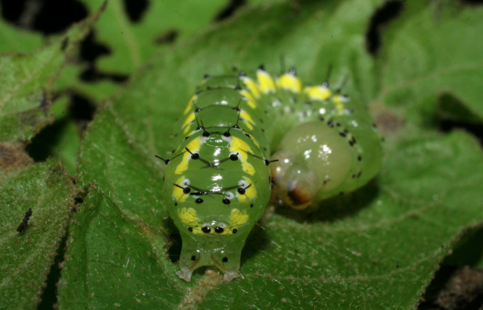  Cola en posición frontal de <i>Cropia rivulosa</i> (Noctuidae), PU estadio. Sector San Cristóbal, Quebrada Garcia. Voucher 08-SRNP-4822-DHJ437714.jpg.