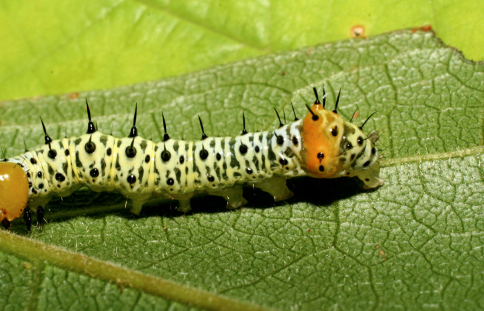  Cola en posición lateral de <i>Cropia rivulosa</i> (Noctuidae), PU estadio. Sector Pitilla, Estación Quica. Voucher 08-SRNP-08-SRNP-71630-DHJ444446.jpg.