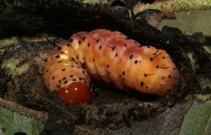  Prepupa en posición lateral de <i>Cropia rivulosa</i> (Noctuidae). Sector Pitilla, Casa Roberto. Voucher 18-SRNP-31743-DHJ747198.jpg.