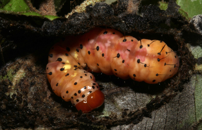  Prepupa en posición dorsal de <i>Cropia rivulosa</i> (Noctuidae). Sector Pitilla, Casa Roberto. Voucher 18-SRNP-31743-DHJ747197.jpg.