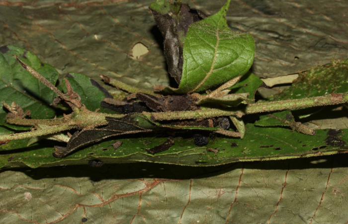  Capullo de <i>Cropia rivulosa</i> (Noctuidae). Sector Pitilla, Casa Roberto. Voucher 18-SRNP-31743-DHJ747195.jpg.