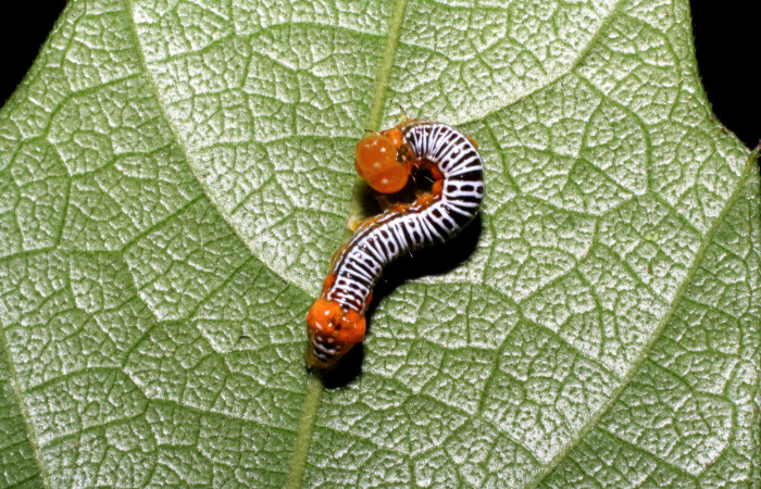  Larva en posición dorsal de <i>Cropia rivulosa</i> (Noctuidae), PPU estadio. Sector Pitilla, Pasmompa. Voucher 05-SRNP-34811-DHJ420481.jpg.
