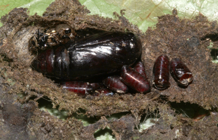  Pupa de <i>Cropia rivulosa</i>(Noctuidae). Sector Pitilla, Sendero Naciente. Voucher 18-SRNP-30747-DHJ744816.jpg.