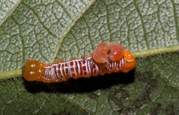  Larva de párasitos en <i>Cropia rivulosa</i> (Noctuidae),PPU sector Pitilla. Voucher 19-SRNP-30231-DHJ749323.jpg.