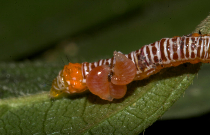  Larva de párasitos en <i>Cropia rivulosa</i> (Noctuidae),PPU sector Pitilla. Voucher 19-SRNP-30231-DHJ749324.jpg.