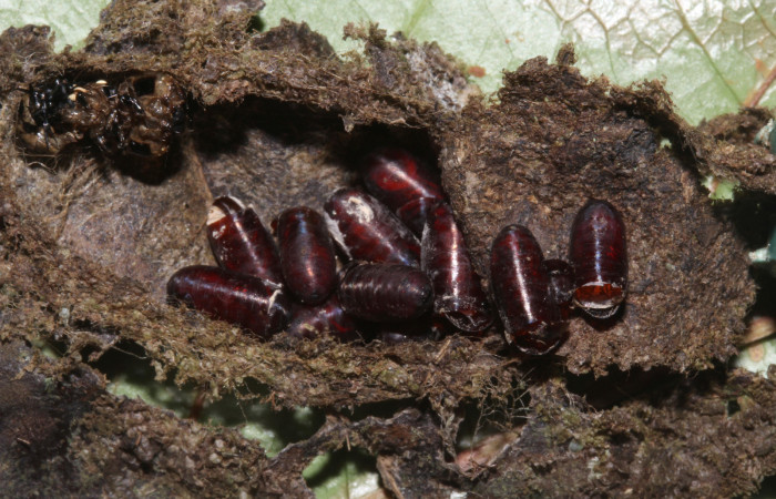  Puparios de párasitos en <i>Cropia rivulosa</i> (Noctuidae),pupa sector Pitilla, Sendero Naciente. Voucher 18-SRNP-30747-DHJ744817.jpg.