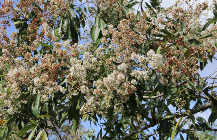  <i>Cordia alliodora</i> (Boraginaceae), panta hospedera de <i>Cropia rivulosa</i> (Noctuidae). Sector San Cristóbal, Quebrada Garcia. Foto, Gloria Siezar, 16 Diciembre 2019.
