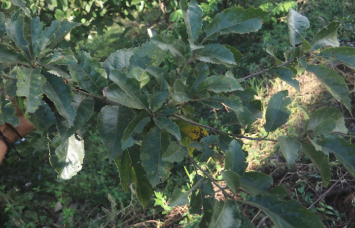  <i>Cordia alliodora</i> (Boraginaceae), panta hospedera de <i>Cropia rivulosa</i> (Noctuidae). Sector San Cristóbal, Quebrada Garcia. Foto, Gloria Siezar, 16 Diciembre 2019. 
