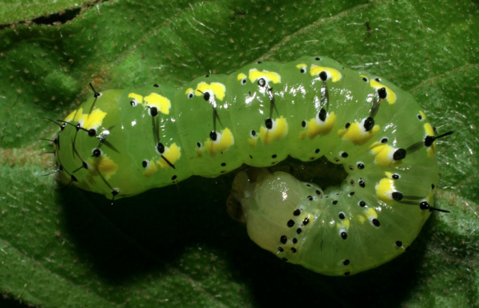  Larva en posición dorsal de <i>Cropia rivulosa</i> (Noctuidae), PU estadio. Sector San Cristóbal, Quebrada Garcia. Voucher 08-SRNP-4822-DHJ437715.jpg.