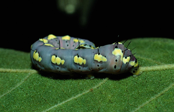  Larva en posición lateral de <i>Cropia rivulosa</i> (Noctuidae), U estadio. Sector Santa Rosa, Area Administrativa. Voucher 90-SRNP-2195-DHJ13455.jpg.
