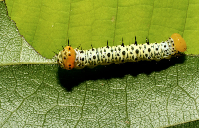  Larva en posición dorsal de <i>Cropia rivulosa</i> (Noctuidae), PU estadio. Sector Pitilla, Estación Quica. Voucher 08-SRNP-08-SRNP-71630-DHJ444441.jpg.