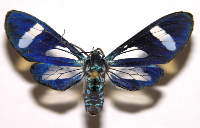 Figura 9. Adulto hembra de <i>Cacostatia sapphira</i> (Erebidae). Vista dorsal. Voucher  02-SRNP-3243-DHJ93100.jpg.