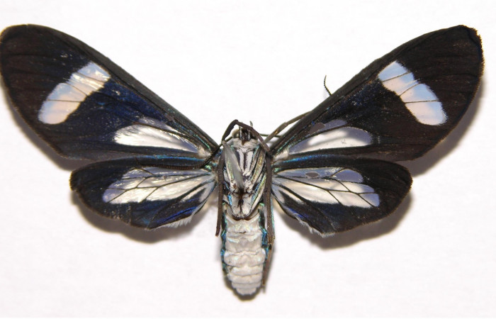 Figura 10. Adulto hembra de <i>Cacostatia sapphira</i> (Erebidae). Vista ventral. Voucher 02-SRNP-3243-DHJ93101.jpg