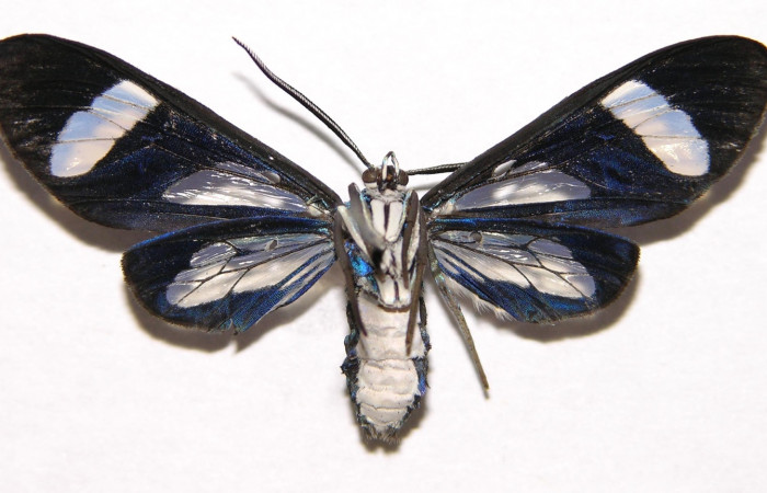 Figura 12. Adulto hembra de <i>Cacostatia sapphira</i> (Erebidae). Vista ventral. Voucher 02-SRNP-480-DHJ93107.jpg.