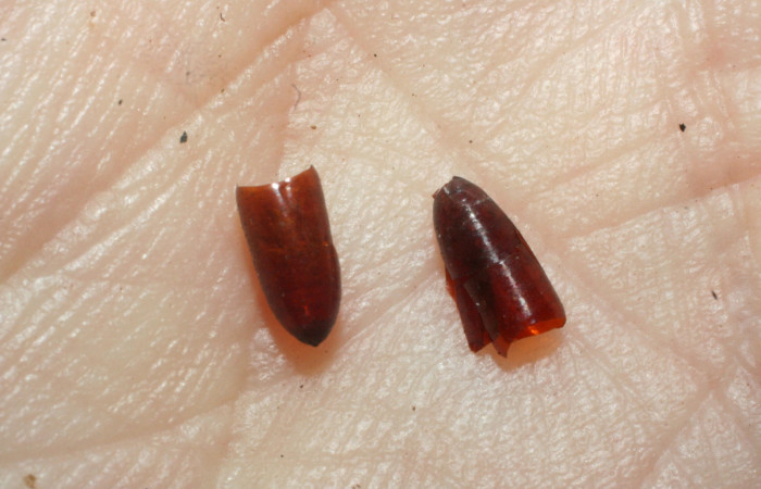 Figura 8. Pupario vacío de (mosca) <i>Pseudochaeta</i> Wood07 de la familia (Tachinidae), parásito de <i>Cacostatia sapphira</i> (Erebidae). Voucher 08-SRNP-30693-DHJ462310.jpg.